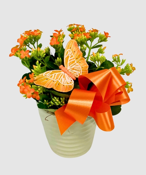 Petite Blooming Plant - Choose Your Style