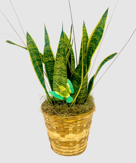 Snake Plant