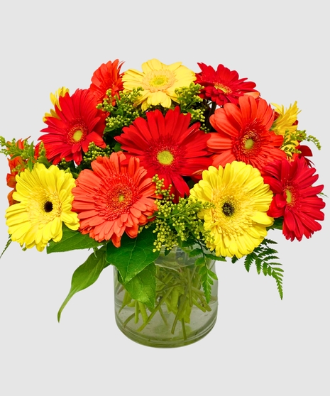 Gerbera Glow