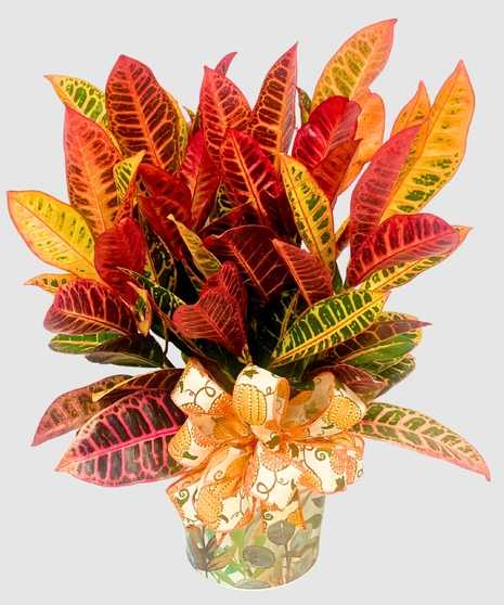 Cozy Croton Planter