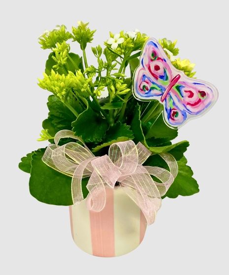 Sweet Striped Blooming Plant