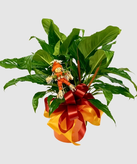 Autumn Peace Lily