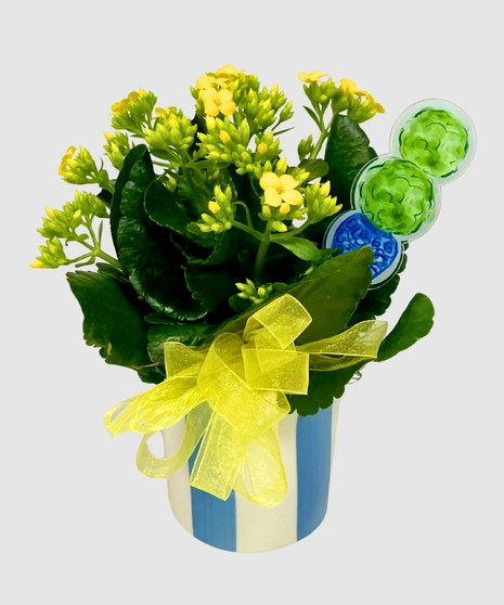 Sweet Striped Blooming Plant