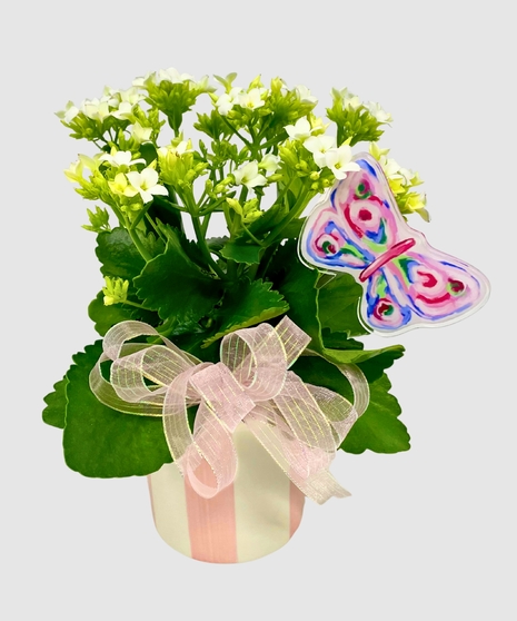 Sweet Striped Blooming Plant