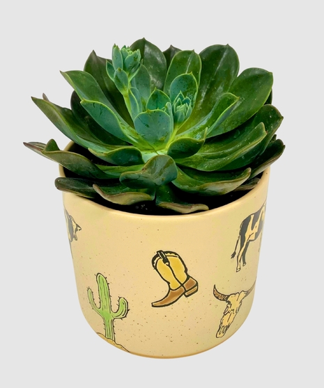 Western Succulent Planter