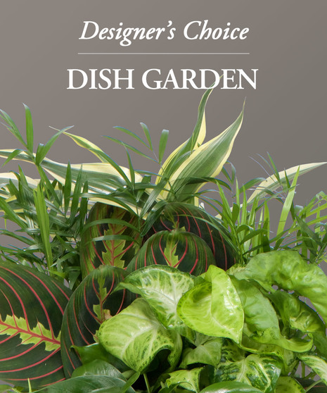 Plant Design - Designer's Choice