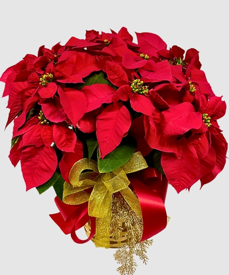 Poinsettia