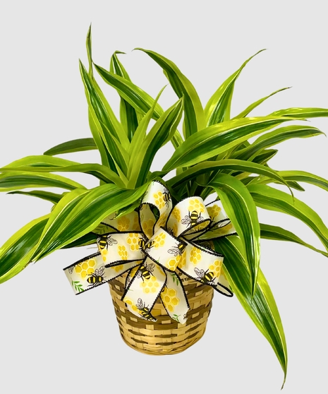 Dracaena Lemon Lime