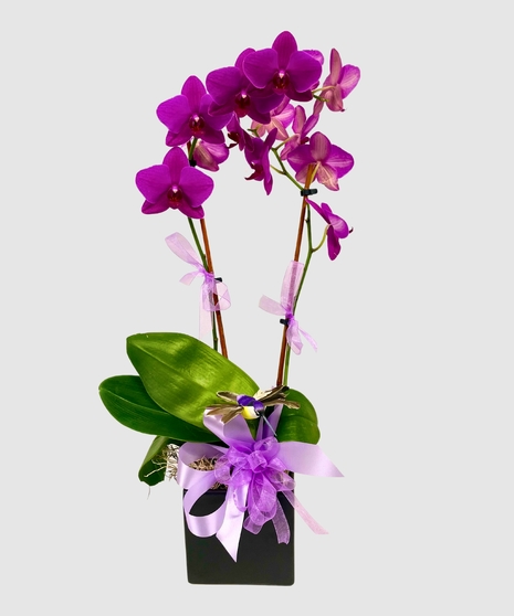 Orchid - Double Stem