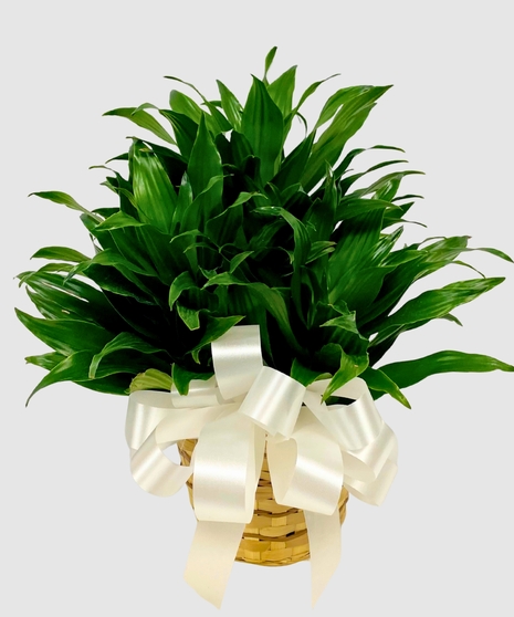 Dracaena Compacta