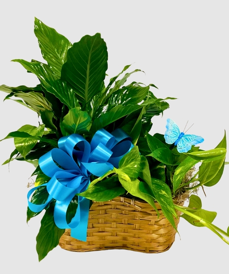 Sympathy Plants & Orchids