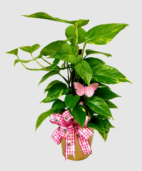 Pothos Plant