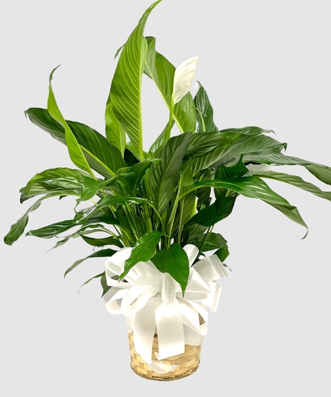 Gift Bag  Peace Lily Gifts