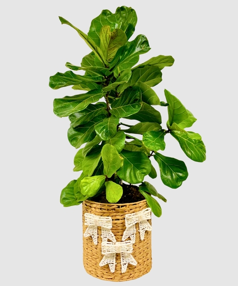 Fiddle-Leaf Fig