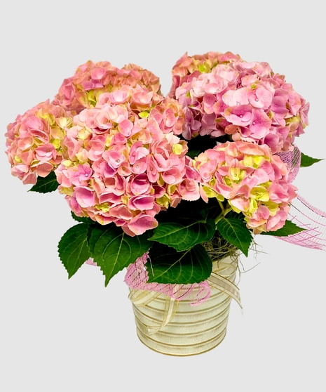 Hydrangea Plant
