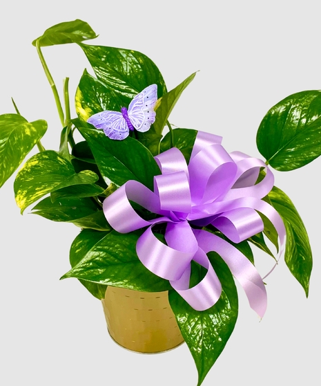 Pothos Plant