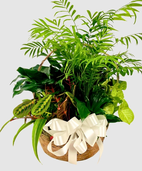 Botanical Basket of Greens - 12