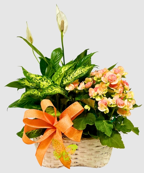 Sympathy Plants & Orchids