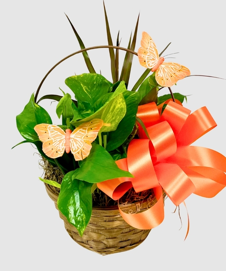 Botanical Basket of Greens - 8