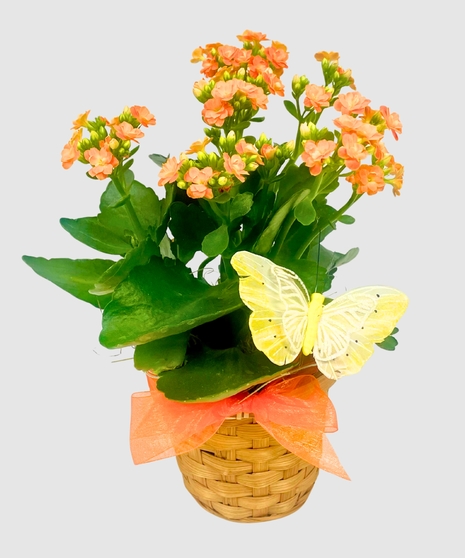 Petite Blooming Plant