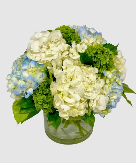 Hydrangea Heaven