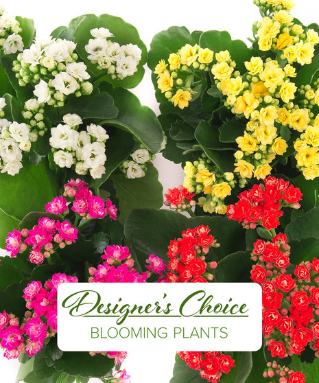Blooming Garden - Designer's Choice